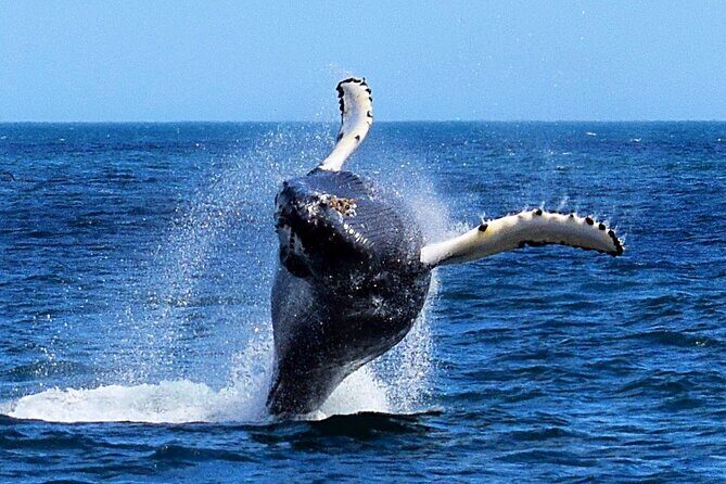 2 Hour Award-Winning Whale and Seabird Boat Tour from St. John's - Why this 2-hour St. John’s boat tour feels like a best-of Newfoundland sampler