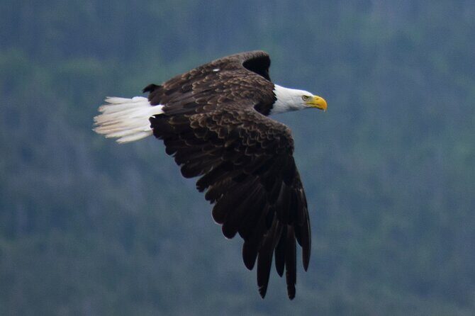 2 Hour Award-Winning Whale and Seabird Boat Tour from St. John's - Fort Amherst Lighthouse and the port story since the early 1500s