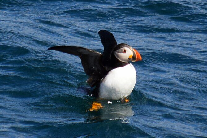 2 Hour Award-Winning Whale and Seabird Boat Tour from St. John's - Wildlife odds: whales and icebergs aren’t guaranteed, but the sea still delivers