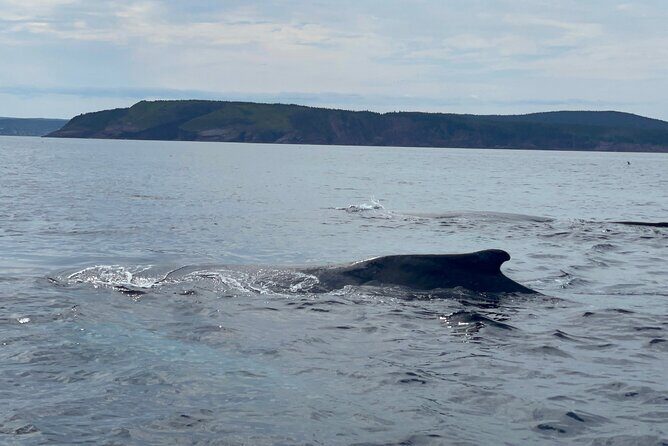 2 Hours Guided Whale and Bird Boat Tour in Bay Bulls - Where the Tour Starts (and How to Get Ready)