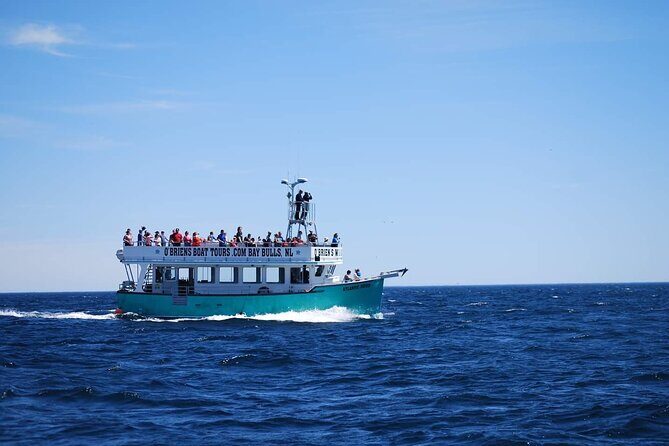 2 Hours Guided Whale and Bird Boat Tour in Bay Bulls - Stop 1: The Nesting Islands and the Species Your Guide Will Point Out