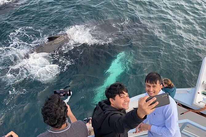 2 Hours Guided Whale and Bird Boat Tour in Bay Bulls - What’s Included (and What You Should Budget For)