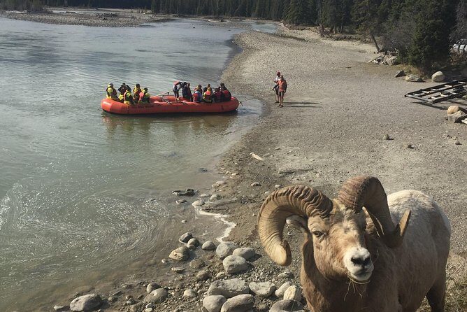 Athabasca River Easy Scenic Raft Trip - The river ride itself: rapids, calm stretches, and how guides manage it