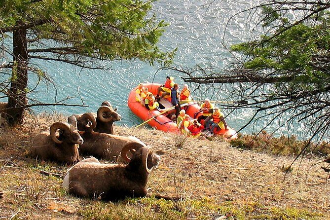 Athabasca River Easy Scenic Raft Trip - A 2–3 hour round trip that mostly stays focused on the river