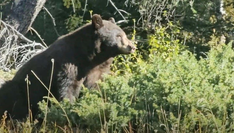 Banff: Evening Wildlife Safari Guided Tour - The Conservation Angle: Learning Why Banff Protects Wildlife