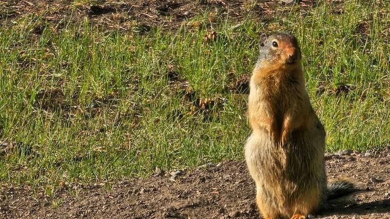 Banff: Evening Wildlife Safari Guided Tour - Wildlife Spotting Tips That Actually Help (and One Common Friction Point)