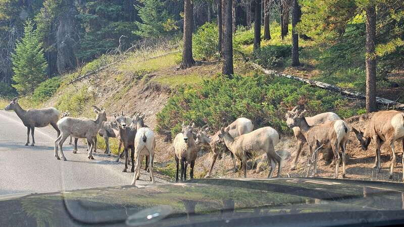 Banff: Evening Wildlife Safari Guided Tour - Price and Value: Is $55 for 2 Hours Reasonable?