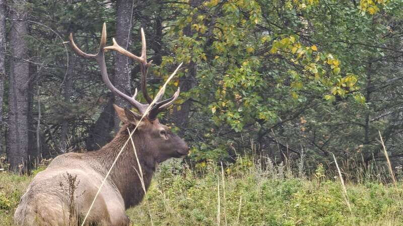 Banff: Evening Wildlife Safari Guided Tour - Who This Tour Fits Best (and Who Should Rethink It)