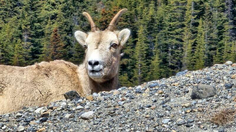 Banff: Evening Wildlife Safari Guided Tour - What You’re Really Looking For at Dusk: Elk, Deer, and Bighorn Sheep