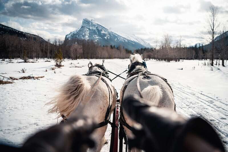 Banff: Family Friendly Horse-Drawn Sleigh Ride - Wildlife Spotting and Guide Stories You’ll Actually Use