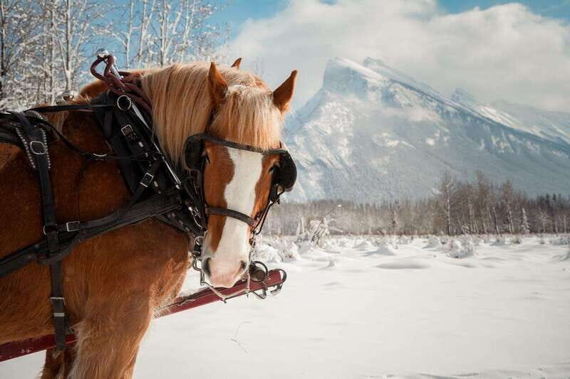 Banff: Family Friendly Horse-Drawn Sleigh Ride - Banff Trail Riders Stables: Your Easy-to-Find Winter Starting Point