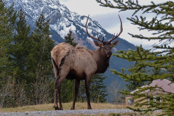 Banff Highlights & Wildlife | Award-Winning Small Group Adventure - Who this tour fits best (and who might want something else)