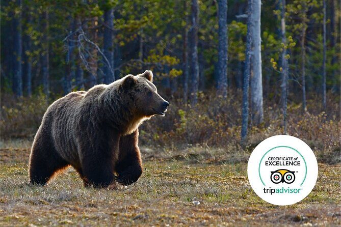 Banff Highlights & Wildlife | Award-Winning Small Group Adventure - The guide’s job: spotting animals is half driving, half reading Banff