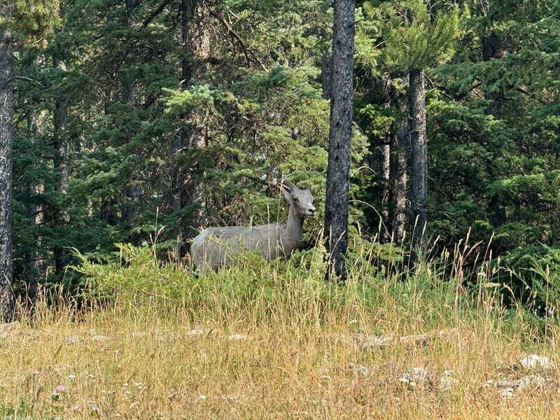 Banff: Lake Louise, Moraine, Emerald Lake & Johnston Canyon - Pickup in Calgary, Canmore, or Banff: How to Start the Day Without Stress