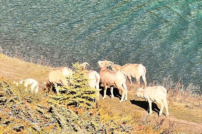 Banff Town ,Lake Louise, Moraine , Emerald & Johnston Canyon Tour - Banff Avenue: what to do with your last 45 minutes
