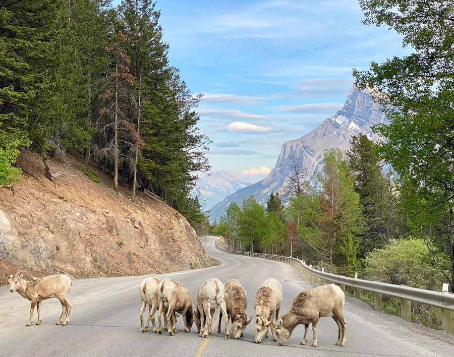 Calgary/Canmore: Banff National Park & Lake Louise Day Trip - Key Points You’ll Care About