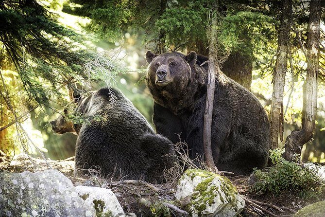 Capilano Suspension Bridge + Grouse Mountain Tour - Capilano Salmon Hatchery: A Calm Stop That Adds Context