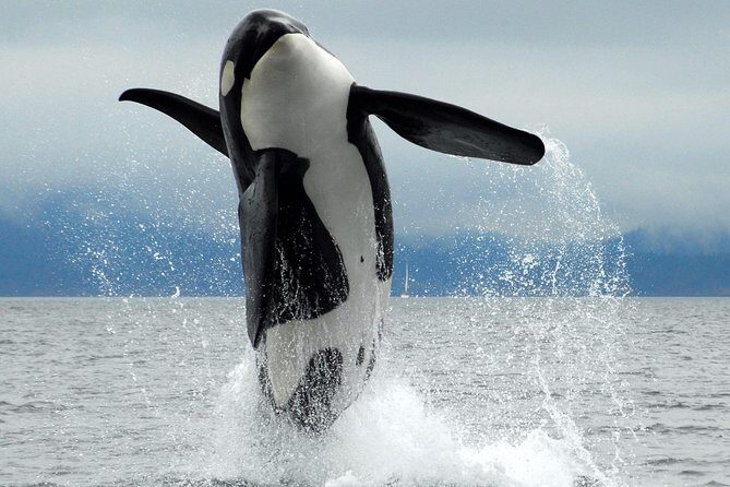 Cowichan Bay Half Day Whale & Wildlife Adventure - Key highlights before you go