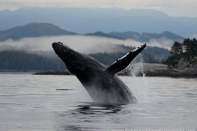Cowichan Bay Half Day Whale & Wildlife Adventure - Cowichan Bay Whale Watching: Why This Half-Day Works