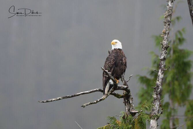 Cowichan Bay Half Day Whale & Wildlife Adventure - Small-Group Attention and Photography Help That Actually Makes a Difference