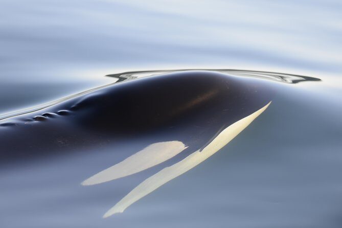 Cowichan Bay Half Day Whale & Wildlife Adventure - Price and Value: When $159.44 (or $165) Includes More Than a Ticket
