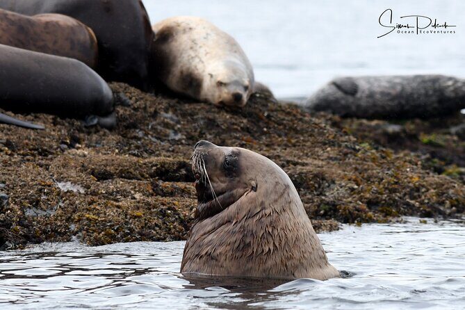 Cowichan Bay: Half-Day Whale & Wildlife Adventure - Biggs killer whales and humpbacks: what you’re really chasing