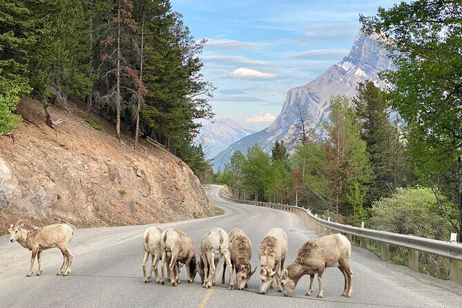 Explore Banff National Park with Our Premium Day Tour - Why this Banff day tour works when time is tight