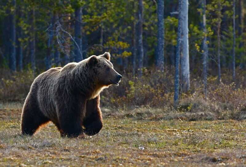 From Banff: Banff Wildlife & Scenic Highlights Premium Tour - Two Jack Lake: quick views, quick scanning