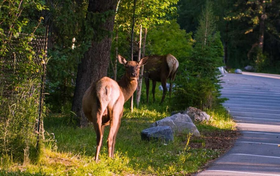 From Calgary/Banff: Moraine Lake & Lake Louise Half-Day Tour - The Rocky Mountain road trip: what you get beyond the destination
