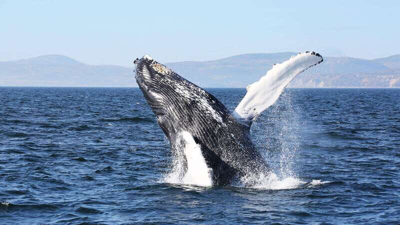 From Quebec City: Whale Watching Excursion Full-Day Trip - Getting to Tadoussac the easy way: Fontaine de Tourny to Baie-Sainte-Catherine