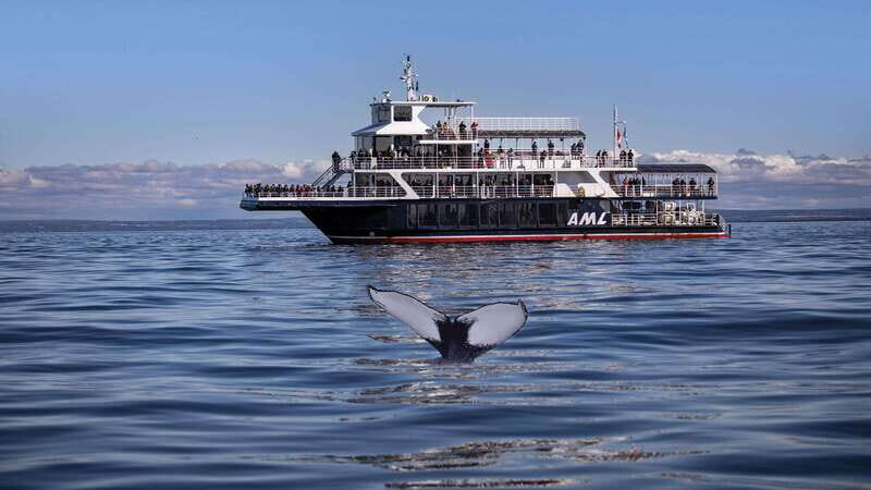 From Quebec City: Whale Watching Excursion Full-Day Trip - Whale watching in the Saguenay–St. Lawrence Marine Park: what “up to 13 species” means