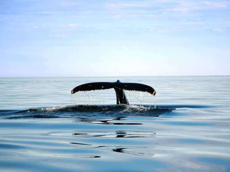 From Quebec City: Whale Watching Excursion Full-Day Trip - Your big decision: boat vs Zodiac (and who each option fits)