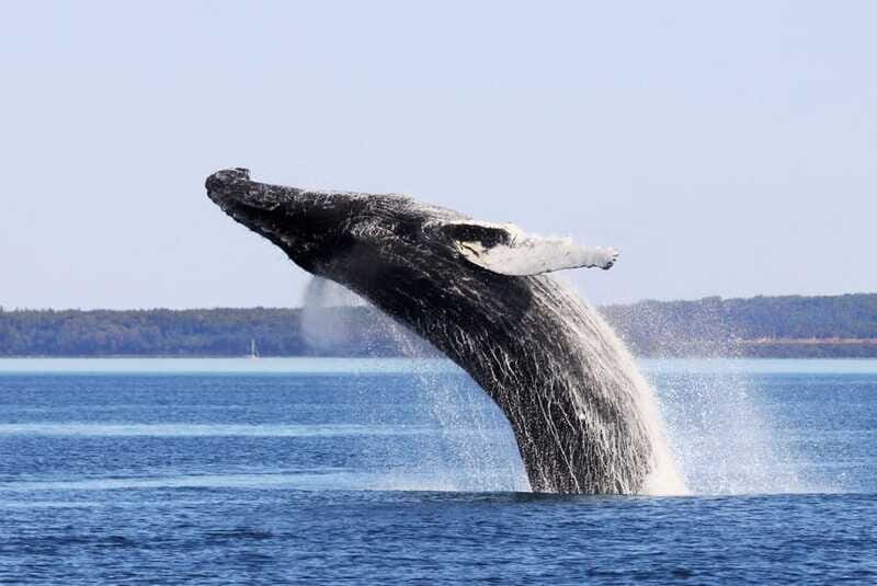 From Quebec City: Whale Watching Excursion Full-Day Trip - Timing on water: how long you’re likely searching