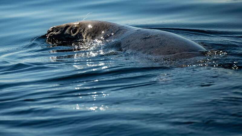 From Quebec City: Whale Watching Excursion Full-Day Trip - Weather reality: how cold and wet you should prepare for