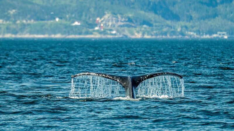 From Quebec City: Whale Watching Excursion Full-Day Trip - The road trip stops that actually help (not just filler)
