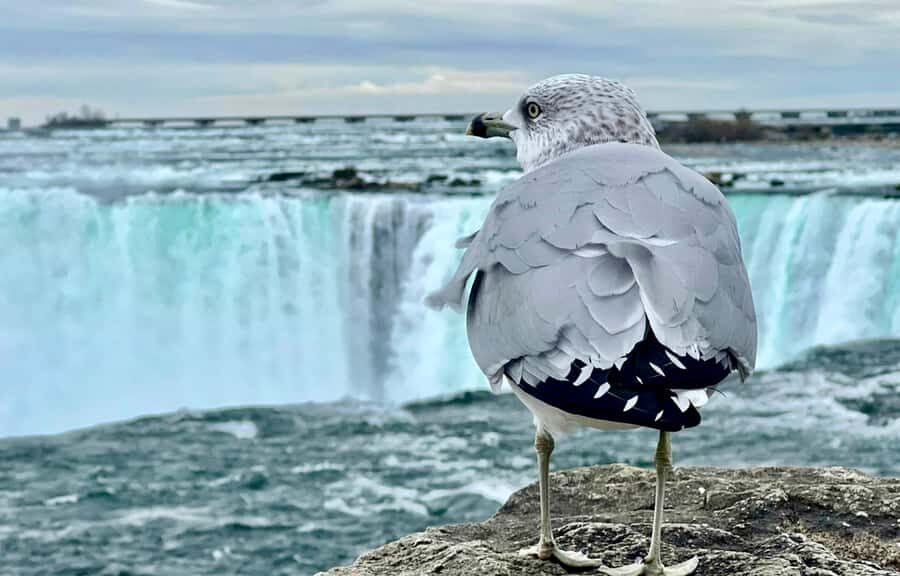 From Toronto: Niagara Falls Tour + Boat Ride and/or Journey - Maple Trail at Maple Leaf Place: a short stop that makes the whole day feel more Canadian