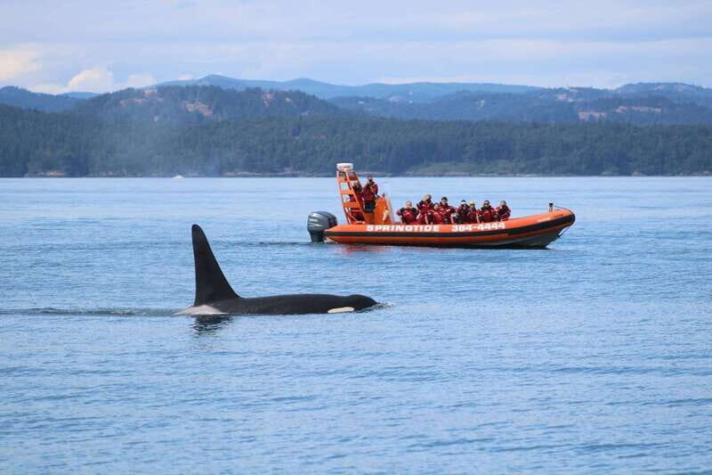 From Victoria: Whale Watching Tour by Zodiac Boat - Key things to know before you go
