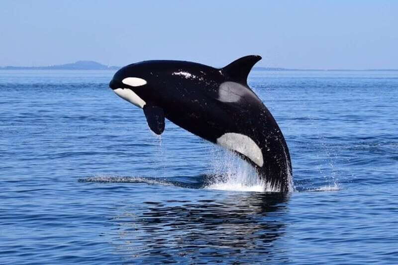 From Victoria: Whale Watching Tour by Zodiac Boat - The zodiac ride: speed, comfort, and why weather matters