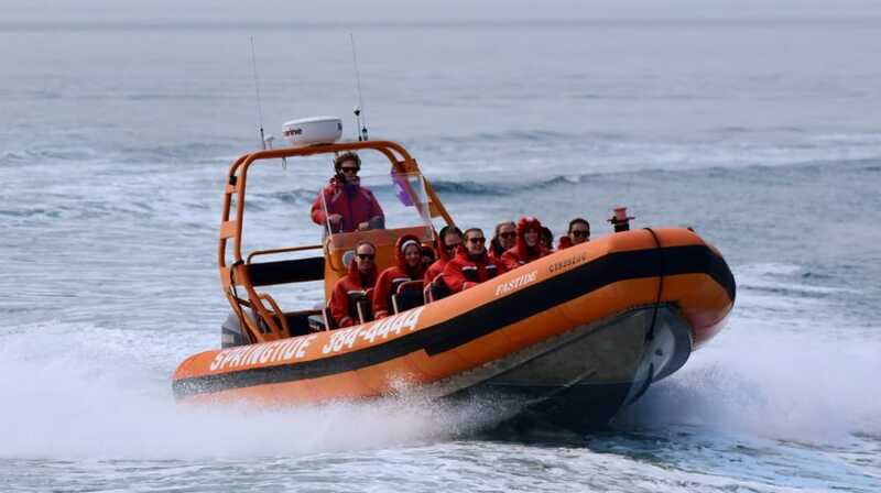 From Victoria: Whale Watching Tour by Zodiac Boat - How the guide finds whales: more than a cruise