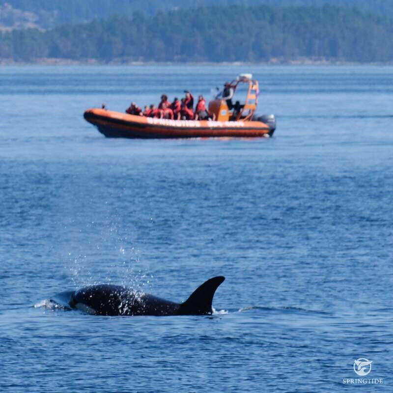 From Victoria: Whale Watching Tour by Zodiac Boat - What wildlife you can realistically expect in the Salish Sea