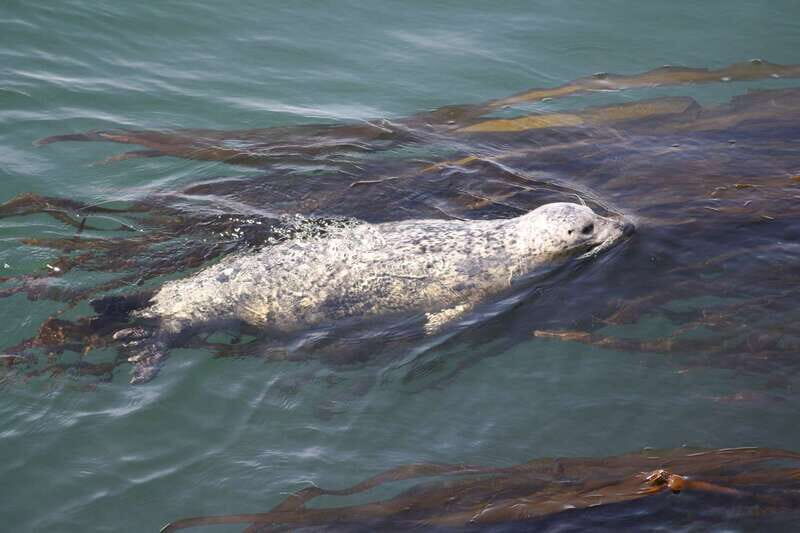 From Victoria: Whale Watching Tour by Zodiac Boat - The photo stops: why they happen and how to use them