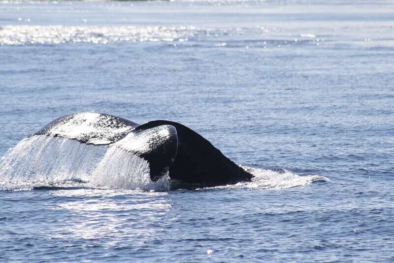 From Victoria: Whale Watching Tour by Zodiac Boat - Price and value: does $138 make sense?