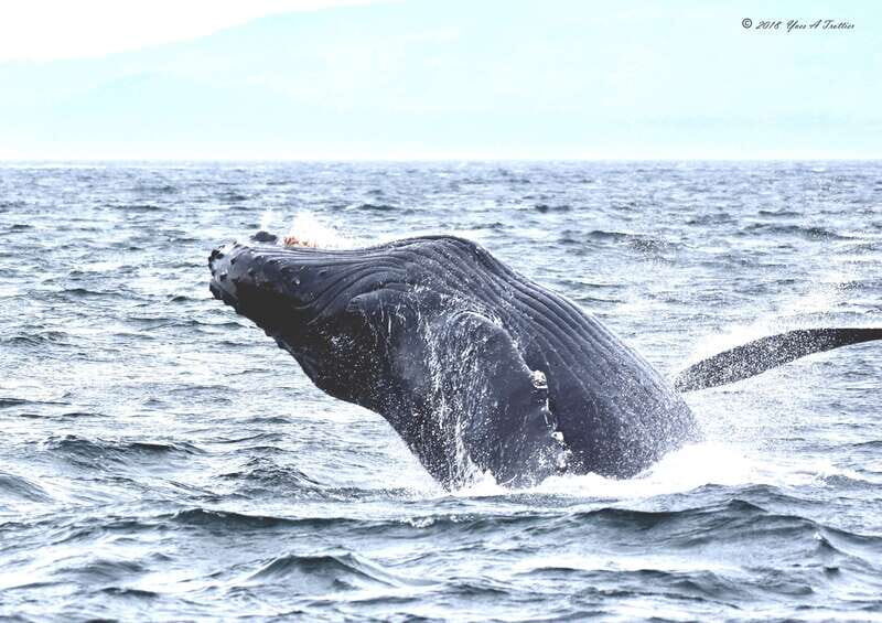 From Victoria: Whale Watching Tour by Zodiac Boat - Suit-up time: flotation suits, clothing, and wind management