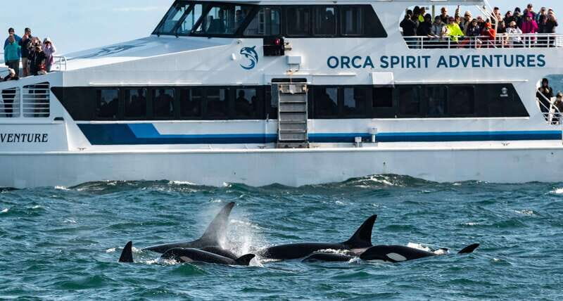 From Victoria: Whale Watching Trip on Covered Boat - Key things that make this whale trip worth your time