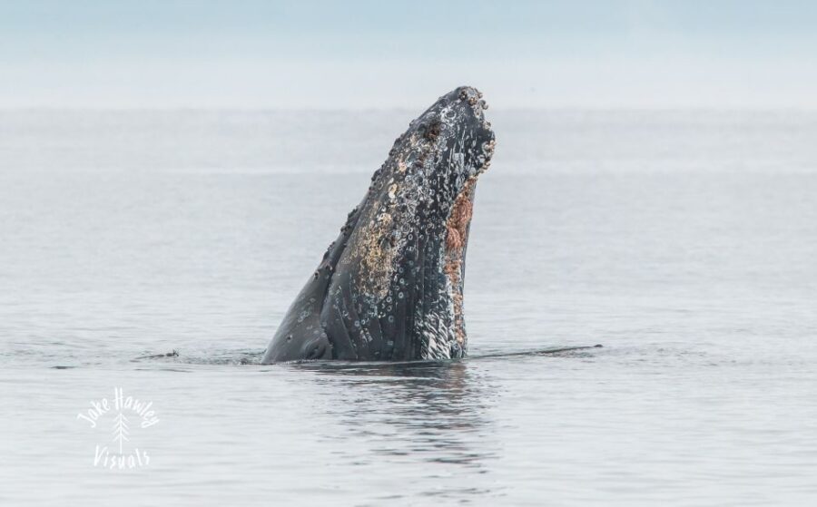 From Victoria: Whale Watching Trip on Covered Boat - How marine naturalists help you see more than just a whale spout