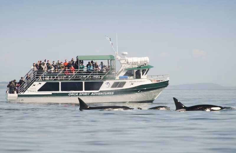 From Victoria: Whale Watching Trip on Covered Boat - Orcas, humpbacks, minke, and gray whales: what you should watch for