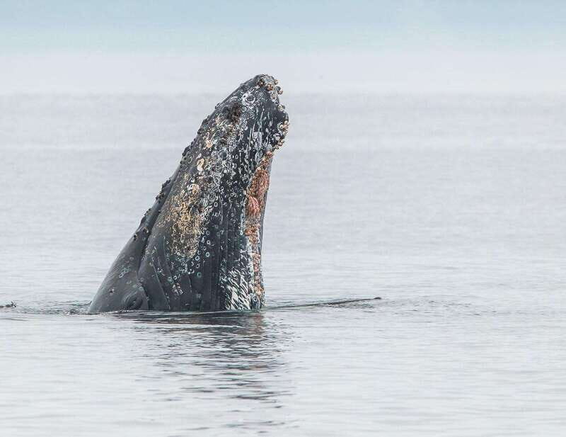 From Victoria: Whale Watching Trip on Covered Boat - The bonus wildlife: porpoises, seals, otters, and birds