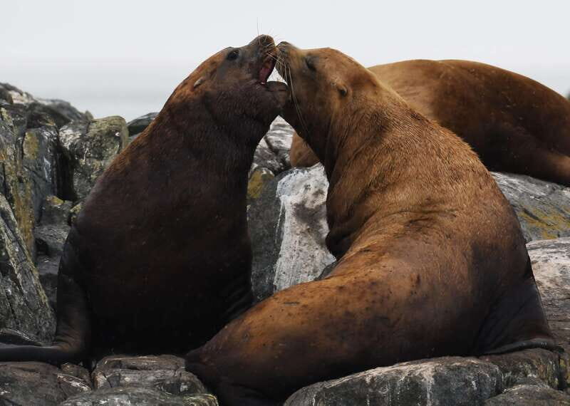 From Victoria: Whale Watching Trip on Covered Boat - The photo package: better memories without tech stress