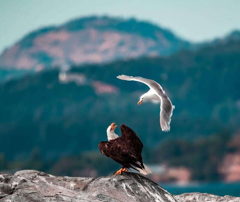 From Victoria: Whale Watching Trip on Covered Boat - Price and value: is $132 reasonable for this kind of day?