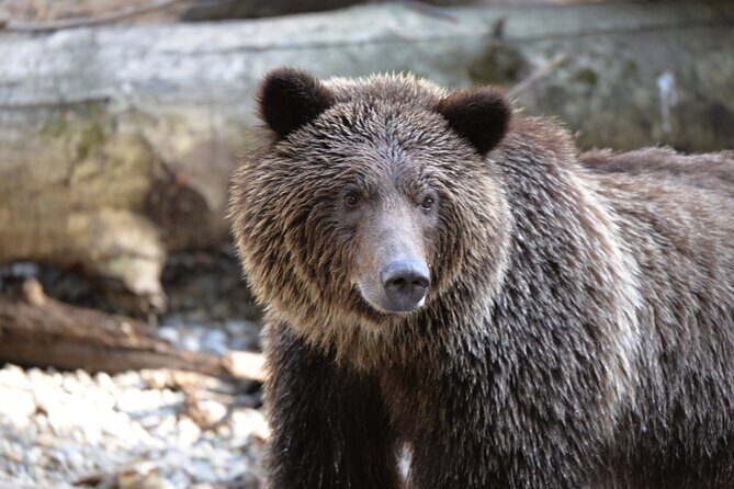 Great Bears of Bute: Grizzly Bear Viewing & Indigenous Cultural Tour - Key highlights at a glance